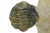 Austerops Trilobite With Gerastos - Ofaten, Morocco #363028-3